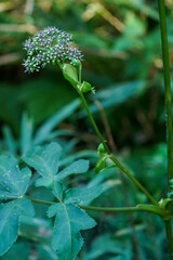 Angelica decursiva
