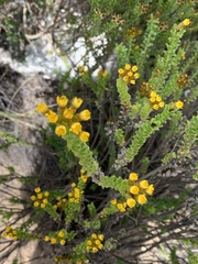 Oedera squarrosa