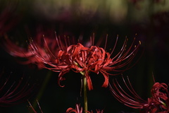 Lycoris radiata