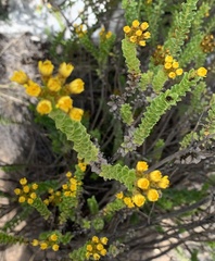Oedera squarrosa