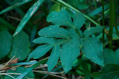 Angelica decursiva