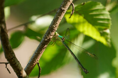 Lestes temporalis