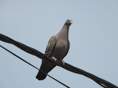 Patagioenas maculosa