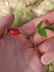 Rosa rubiginosa