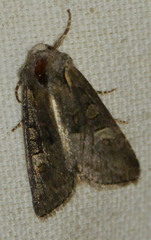 Oligia strigilis