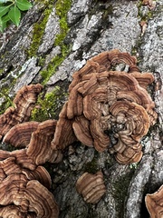 Punctularia strigosozonata