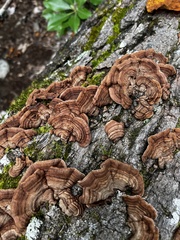 Punctularia strigosozonata