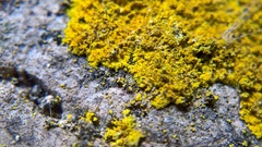 Leproplaca xantholyta