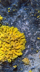 Leproplaca xantholyta