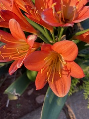 Clivia miniata