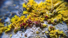 Leproplaca xantholyta