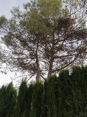 Pinus halepensis