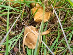 Suillus bovinus