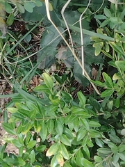 Quercus rotundifolia