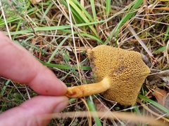 Suillus bovinus