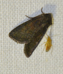Oligia strigilis
