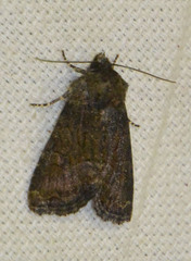 Oligia strigilis