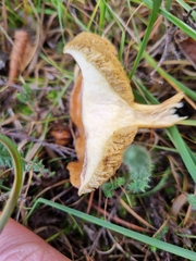 Suillus bovinus
