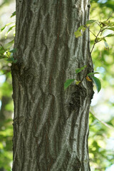 Carpinus tschonoskii
