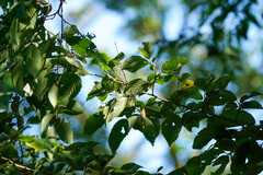 Carpinus tschonoskii