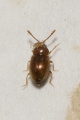 Cryptophagidae