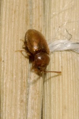 Cryptophagidae