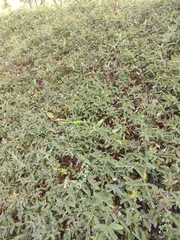 Foeniculum vulgare