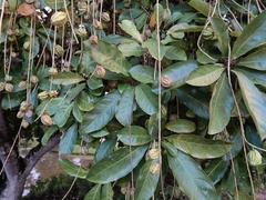 Barringtonia acutangula
