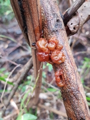 Tremella