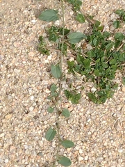 Convolvulus arvensis