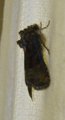 Oligia strigilis