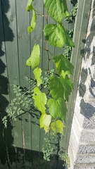 Vitis vinifera