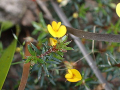 Pultenaea pedunculata
