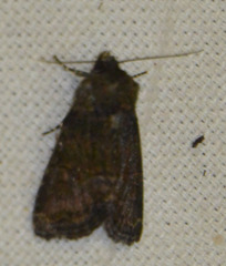 Oligia strigilis
