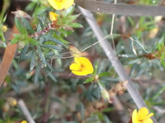 Pultenaea pedunculata