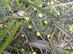 Pultenaea pedunculata
