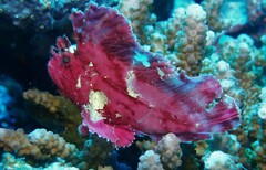 Taenianotus triacanthus