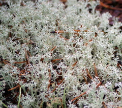 Cladonia stellaris