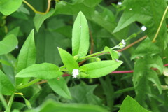 Myosotis sparsiflora