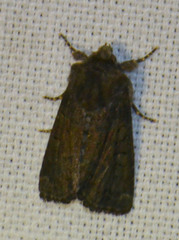 Oligia strigilis