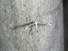 Platyptilia celidotus