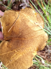 Suillus variegatus