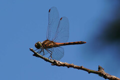 Sympetrum frequens