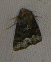 Oligia strigilis