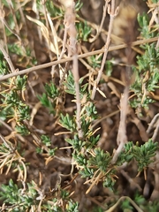 Thymus vulgaris