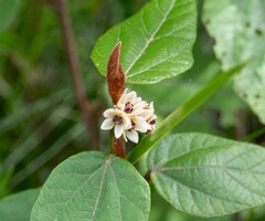 Lasiopetalum macrophyllum