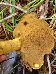 Suillus variegatus