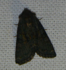 Oligia strigilis