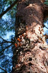 Pinus densiflora
