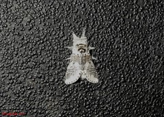 Furcula occidentalis